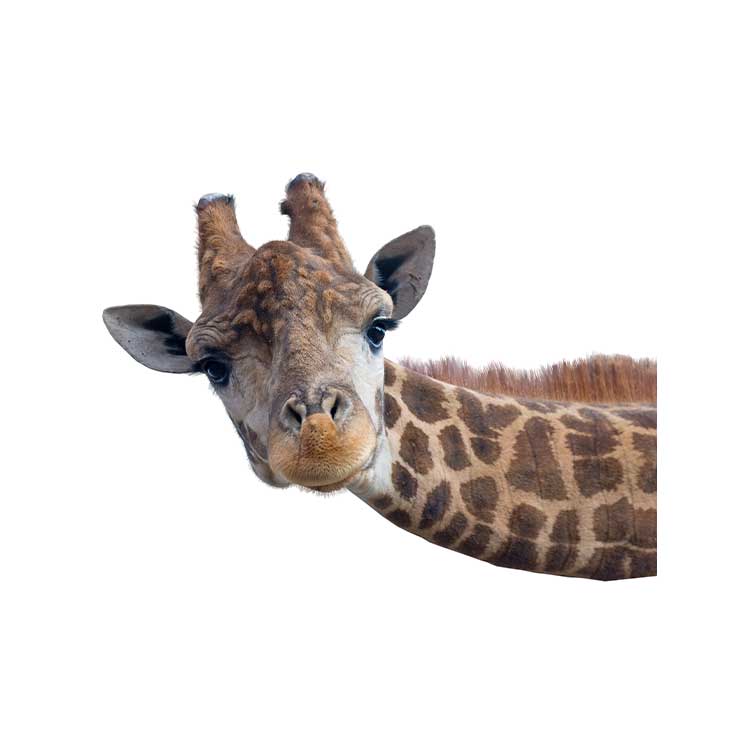 AL-Referenzen-AfricanSouls-Giraffe